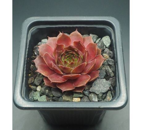 Sempervivum HIDDE`S ROOSJE