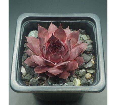 Sempervivum DARK CLOUD