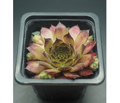 Sempervivum ALINE