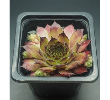 Sempervivum ALINE