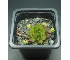 Sempervivum REGENSBURGER CLOWN