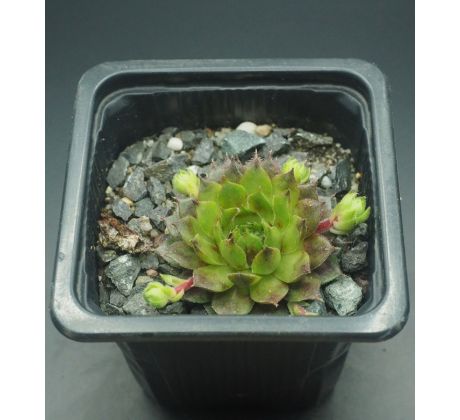 Sempervivum REGENSBURGER CLOWN