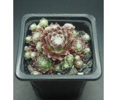 Sempervivum REGENSBURGER KOKON