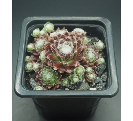 Sempervivum REGENSBURGER KOKON