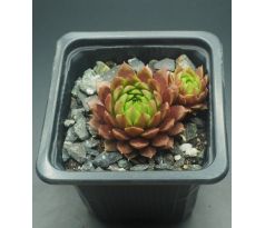 Sempervivum REGENSBURGER PRINZ