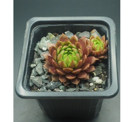 Sempervivum REGENSBURGER PRINZ