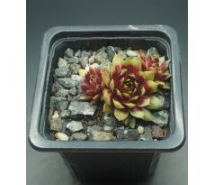 Sempervivum RIO DE JANEIRO