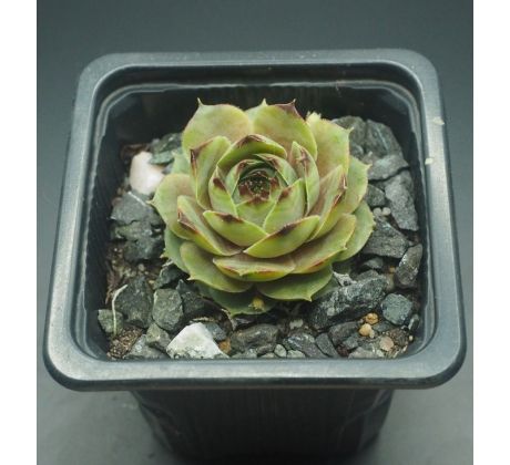 Sempervivum RITA JANE