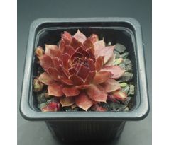 Sempervivum ROCKNOLL ROSETTE