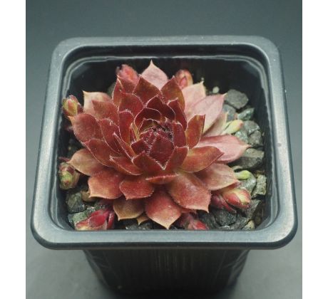 Sempervivum ROCKNOLL ROSETTE