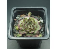 Sempervivum ROMANTIK RITTER