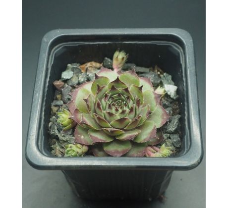 Sempervivum ROMANTIK RITTER