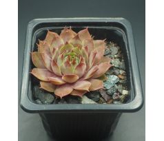 Sempervivum ROMANZE