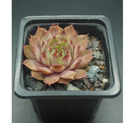 Sempervivum ROMANZE