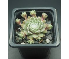 Sempervivum ROSA MÄDCHEN