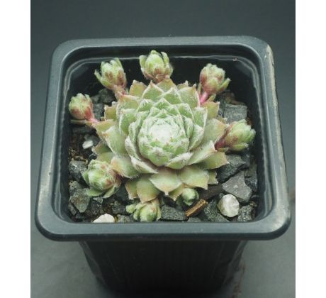 Sempervivum ROSA MÄDCHEN