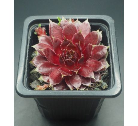 Sempervivum ROSANNA