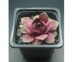 Sempervivum ROSENHERZ