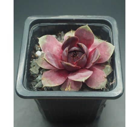 Sempervivum ROSENHERZ