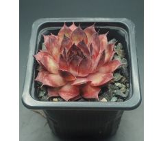 Sempervivum ROSSINI