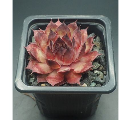 Sempervivum ROSSINI