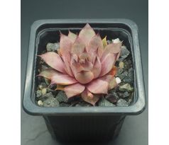 Sempervivum ROTSCHWÄNZCHEN