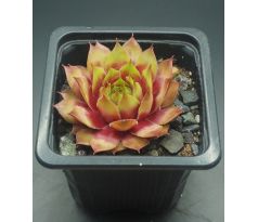 Sempervivum RUBENS