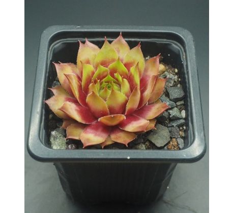 Sempervivum RUBENS