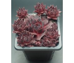 Sempervivum PACIFIC PURPLE SHADOW