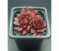 Sempervivum SAGA