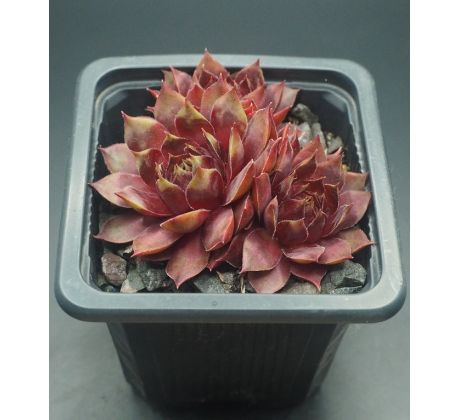 Sempervivum SAGA