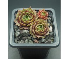 Sempervivum SAGUNTUM