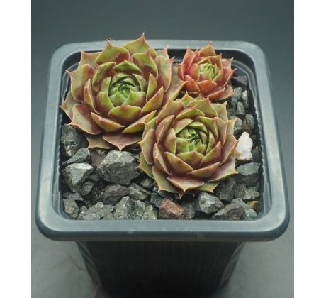 Sempervivum SAGUNTUM