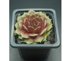 Sempervivum GRÜNSCHNABEL