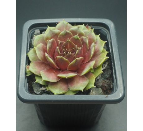 Sempervivum GRÜNSCHNABEL