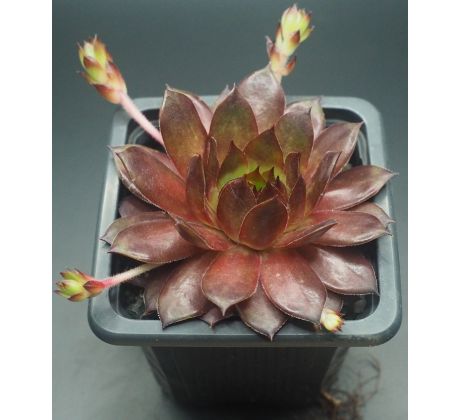 Sempervivum SARAMAYA