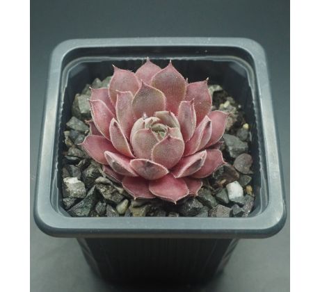 Sempervivum SILVER SHADOW