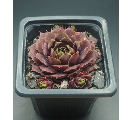 Sempervivum SERAPHINA