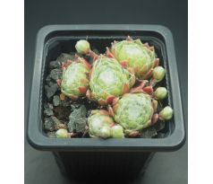 Sempervivum SHANDY