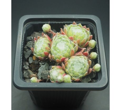 Sempervivum SHANDY