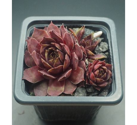 Sempervivum SMARAGD