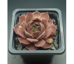 Sempervivum SMOKEY JET