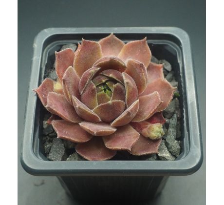 Sempervivum SMOKEY JET