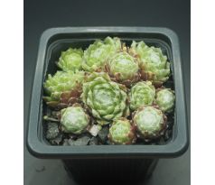 Sempervivum SNEEUWWITJE