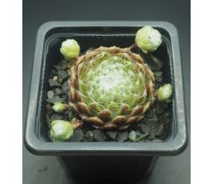 Sempervivum SNOW BALL