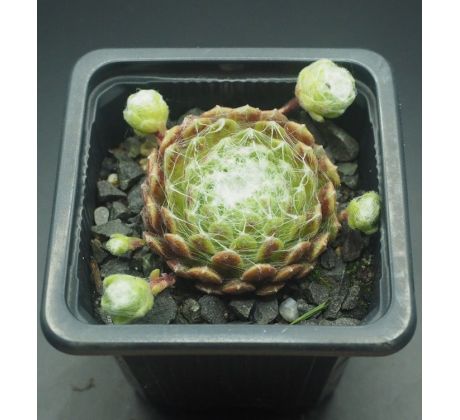 Sempervivum SNOW BALL