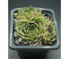 Sempervivum SNOWBERGER