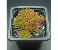 Sempervivum SONNENKUSS