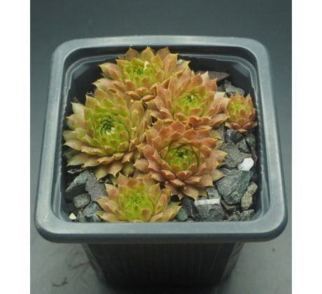 Sempervivum SONNENKUSS