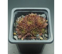 Sempervivum SPACE DOG